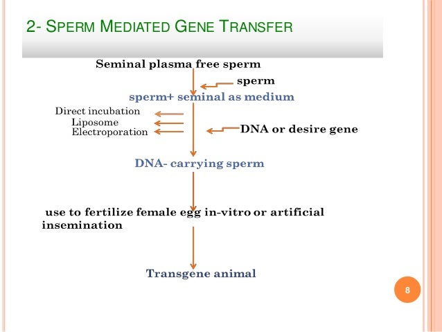 Sperm mediated gene transfer overview Hot sexy models pics